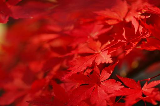 もみじ もみじ もみじ,紅葉,秋の写真素材