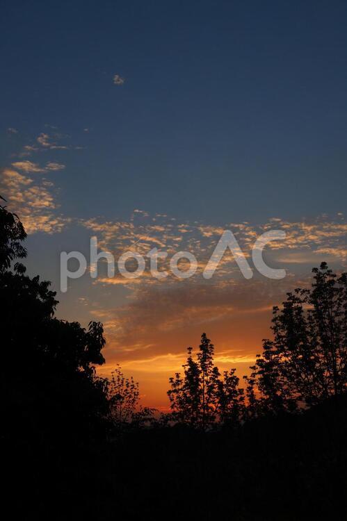 森の向こうの夕焼け 夕暮れ,西の空,夕日の写真素材