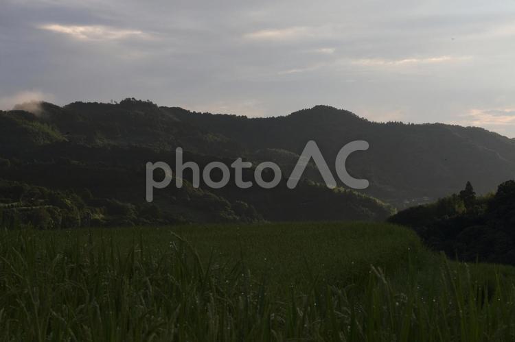 稲　田んぼ　 田んぼ,稲,米の写真素材