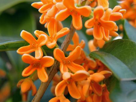 香るキンモクセイの花_10 キンモクセイ,金木犀,花の写真素材