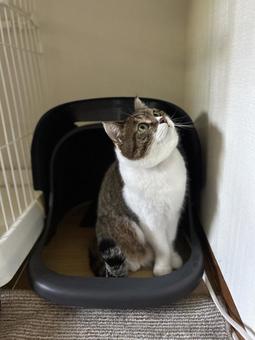 見上げる猫 ねこ,実写,可愛いの写真素材