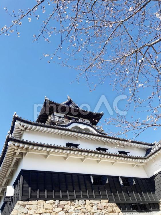 犬山城と咲きかけの桜 お城,春,風景の写真素材