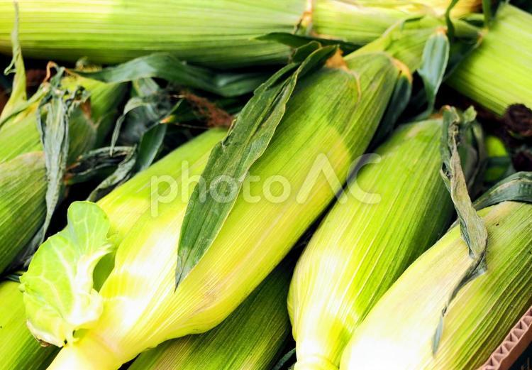 夏の野菜 美味しそうな皮つきトウモロコシ とうもろこし,コーン,食品の写真素材