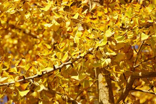 黄葉したイチョウ イチョウ,木,ギンナンの写真素材