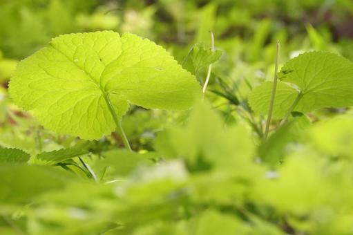 大きな葉の写真