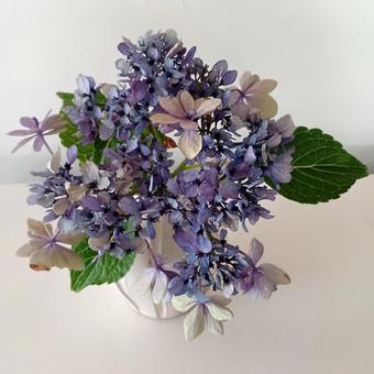 シックな色の紫陽花 シックな色の紫陽花 紫陽花,花,ブルーの写真素材