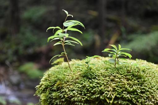 小さな草木 小さな草木の写真