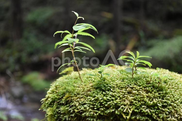 小さな草木 草木,緑,グリーンの写真素材
