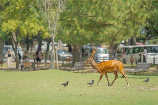 夏の公園を歩く鹿002 夏の公園を歩く鹿002の写真