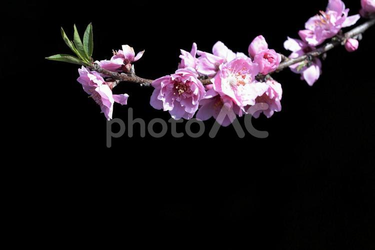 ピンクの桜　黒背景バージョン　横位置 桜,花,サクラの写真素材