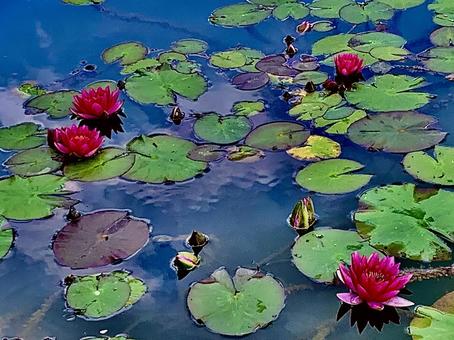 Water Lily, JPG Water Lily, JPG