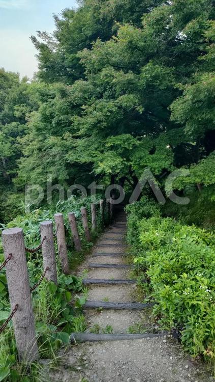 登山コース「縦」 山道,山登り,登山の写真素材