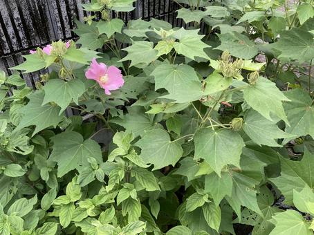ピンクの花 ピンクの花 花,ピンク,葉の写真素材