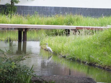 池に佇むシロサギ 池に佇むシロサギの写真