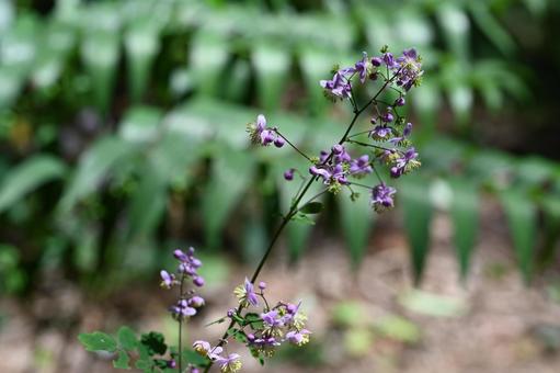 赤城自然園で撮ったシキンカラマツの花 赤城自然園で撮ったシキンカラマツの花の写真