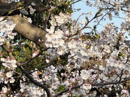 桜の花 桜の花 桜の花,春,三月の写真素材