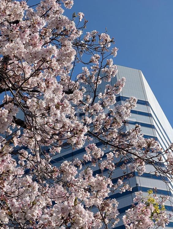 オフィスビルと青空を背景に咲くサクラ 花,桜,ソメイヨシノの写真素材