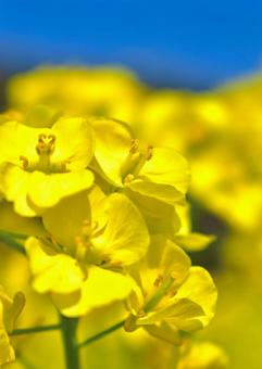 菜の花畑 菜の花畑の写真