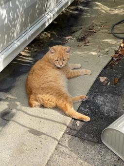 車の脇で休むオレンジ色の地域猫 車の脇で休むオレンジ色の地域猫の写真