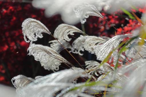 Japanese silver grass emerges from the autumn leaves -3, JPG
