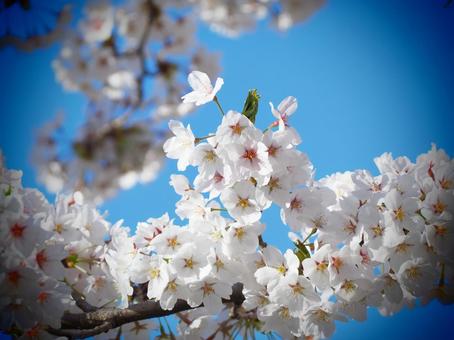 桜 桜の写真