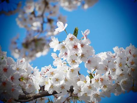 桜 サクラ,桜,さくらの写真素材