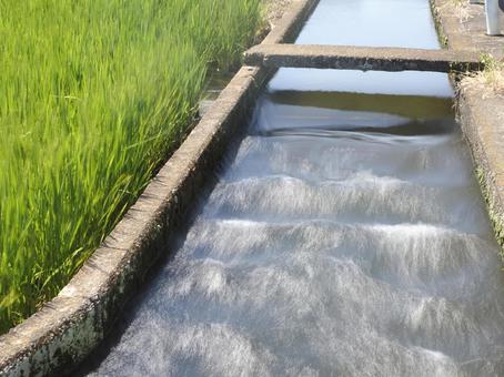 灌漑用水路と夏の水田(スローシャッター) 灌漑用水路と夏の水田(スローシャッター)の写真