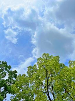 木と空 木と空の写真