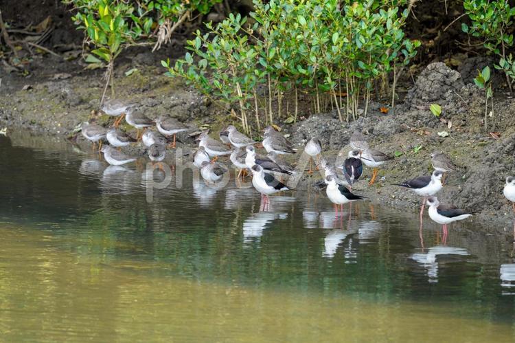 アカアシシギ アカアシシギ,シギ,野鳥の写真素材