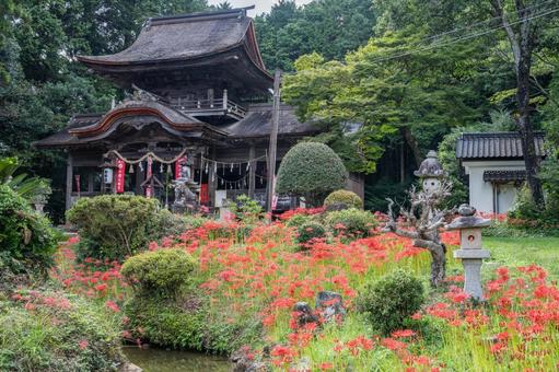 山口県　鰐鳴八幡宮の彼岸花の写真