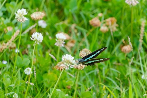 Bluebottle in a clover field, aosujiageha, butterfly, white clover, JPG