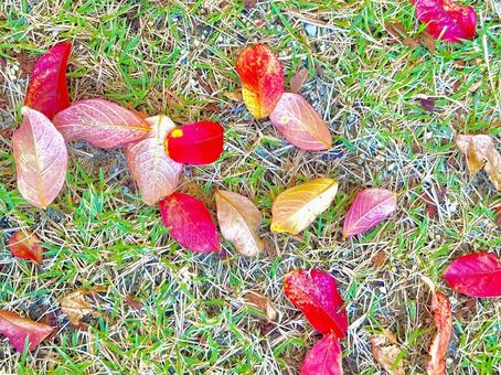 落ち葉 紅葉,赤,木の写真素材