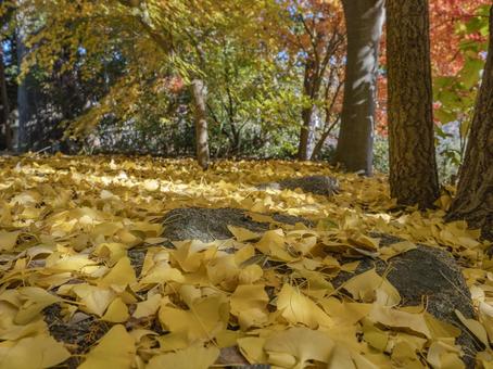 黄金に包まれる晩秋の森 黄金に包まれる晩秋の森 イチョウ,落ち葉,黄葉の写真素材