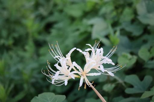 可憐なシロバナマンジュシャゲの花のアップ 可憐,シロバナマンジュシャゲ,花の写真素材