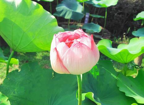 蓮の花 蓮の花の写真