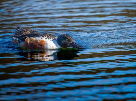 池を泳ぐハシビロガモ 池を泳ぐハシビロガモの写真