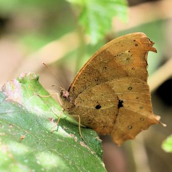 クロコノマチョウ クロコノマチョウの写真