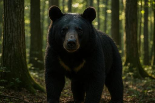 カメラを睨むツキノワグマ カメラを睨むツキノワグマの写真