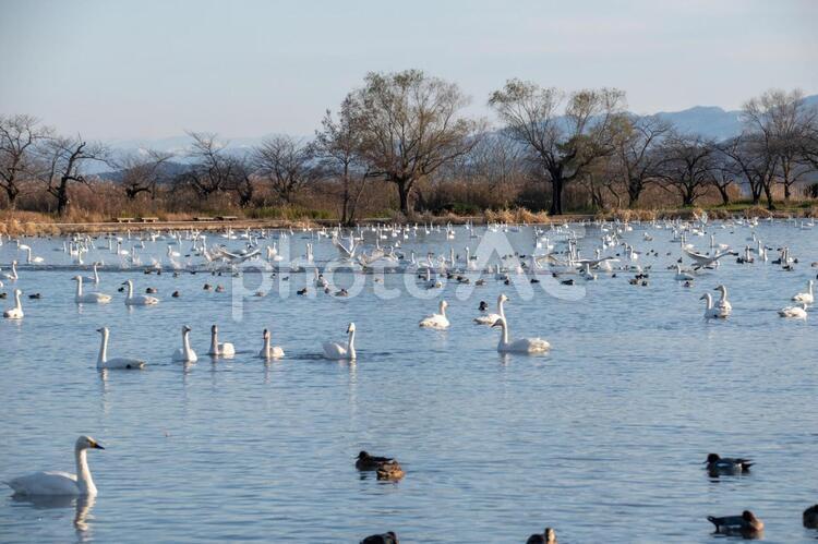 ハクチョウとカモと瓢湖 コハクチョウ,羽ばたき,渡り鳥の写真素材