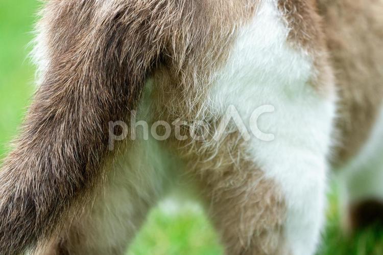 猫のお尻 ネコ,後ろ,お尻の写真素材
