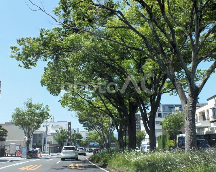 街路樹のストリート 街路樹,ストリート,道路の写真素材
