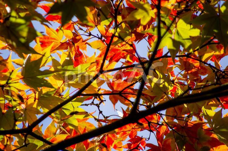 秋の日に照らされる紅葉 - No: 4074014｜写真素材なら「写真AC」無料 