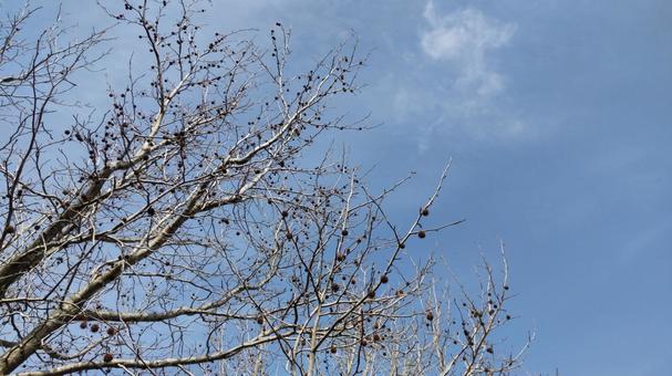 モミジバフウと冬の空 モミジバフウ,空,冬の写真素材