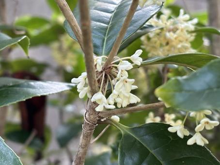 銀木犀 銀木犀,金木犀,花の写真素材