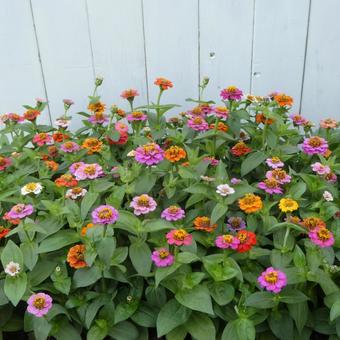 Colorful summer flowers, small zinnia flowers, JPG