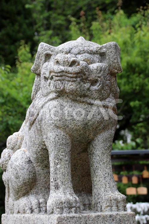 宗像市の八所宮の狛犬 狛犬,八所宮,宗像市の写真素材