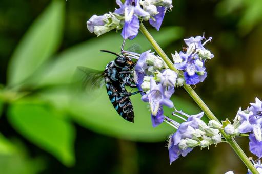 Blue bee sucking nectar from a flower, JPG Blue bee sucking nectar from a flower, JPG
