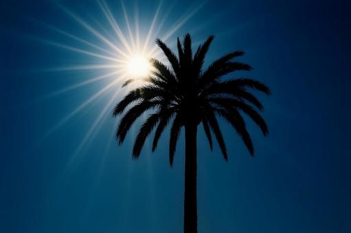 逆光のヤシの写真