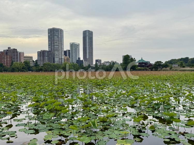 梅雨空の下蓮が生い茂る不忍池 不忍池,上野,上野恩賜公園の写真素材