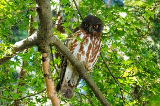 アオバズクの季節 アオバズクの季節の写真